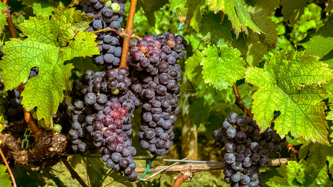 Wineries, Breweries, and Cider Near Lake Anna, Virginia